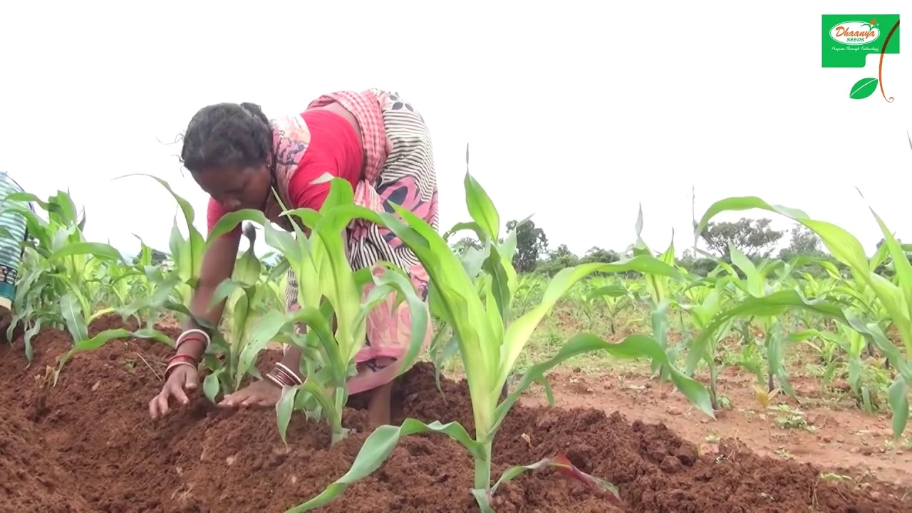 Dhanya seeds - MaizeMM9333 & MM1107 (Kannada) : Tata Rallis