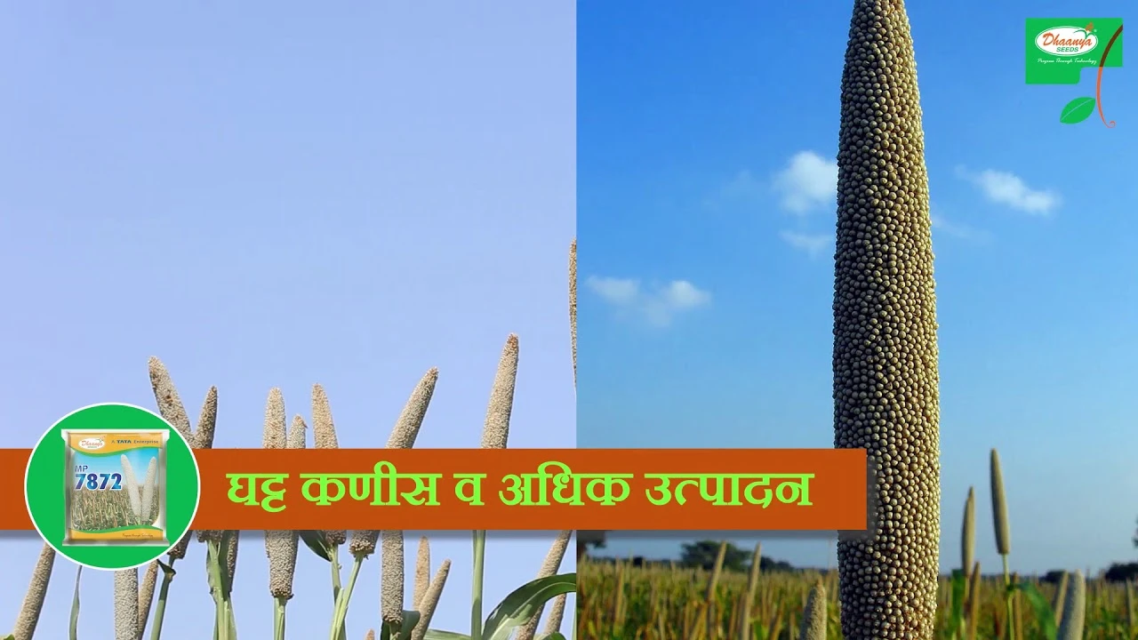 Dhanya seeds, Millet (Marathi) : Rallis India